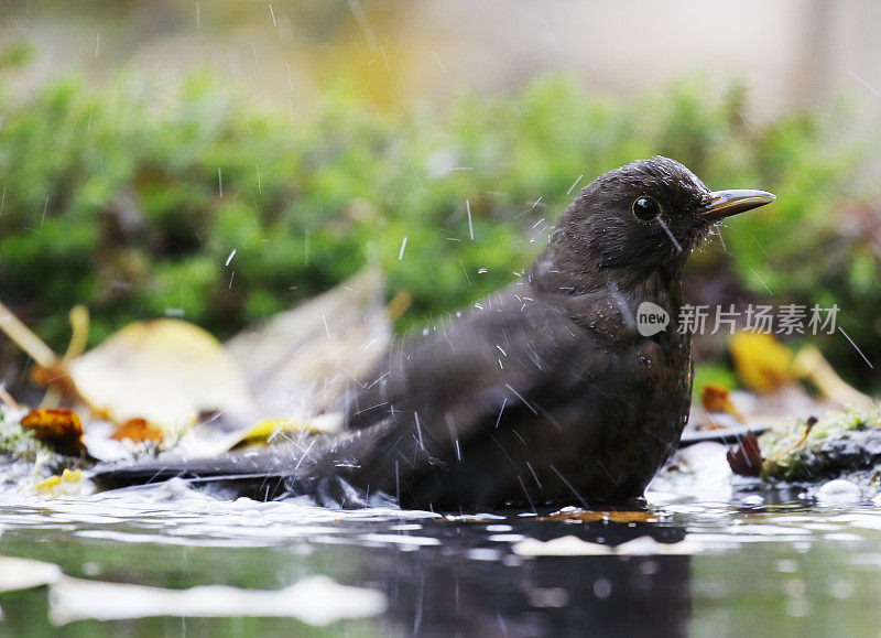 黑鸟(Turdus merula)幼雄沐浴